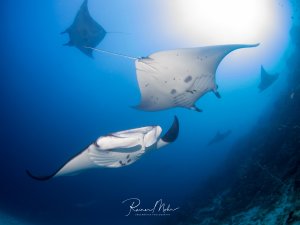 Zwei majestätische Mantarochen gleiten elegant durch das blaue Wasser, während im Hintergrund weitere Mantas zu erkennen sind. Die charakteristischen weißen Bäuche mit den dunklen Fleckenmustern und die imposante Spannweite der Tiere sind deutlich sichtbar.