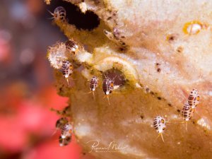 Eine Gruppe kleiner Flohkrebse bewegt sich über einen Schaukelfisch, einer sitzt genau auf dem Auge. Die transparenten Krebstiere mit ihren charakteristischen gestreiften Körpern und langen Antennen sind in einer typischen Szene zu sehen.