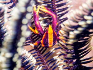 Eine farbenprächtige Springkrabbe versteckt sich zwischen den Armen einer Haarsterns. Seine Line-gelbe Färbung kontrastiert wunderbar mit einer Umgebung.