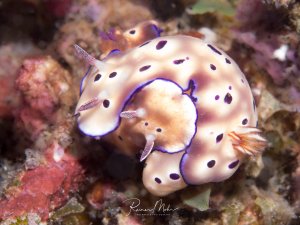 Zwei wunderschöne Prachtsternschnecken kriechen eng umschlungen über das Riff und zeigen ihre charakteristische cremefarbene Grundfärbung mit violetten Punkten und bläulich-violetter Mantelsaumfärbung. Die zarten Kiemen und Rhinophoren sind deutlich sichtbar, während die Schnecken über den mit Schwämmen und Korallen bewachsenen Untergrund gleiten.