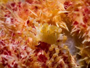 Eine faszinierende Makroaufnahme zeigt eine Candy-Crab in perfekter Tarnung zwischen bunten Weichkorallen. Die gelblich-transparente Krabbe verschmilzt nahezu vollständig mit ihrer Umgebung aus rosa und orangefarbenen verzweigten Strukturen.