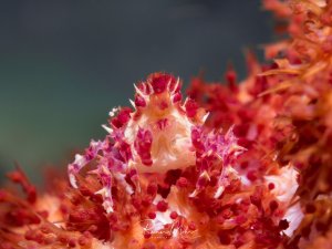 Eine faszinierende Makroaufnahme zeigt eine Candy-Crab in perfekter Tarnung zwischen bunten Weichkorallen. Die gelblich-transparente Krabbe verschmilzt nahezu vollständig mit ihrer Umgebung aus rosa und orangefarbenen verzweigten Strukturen.