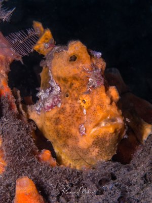 Ein orange-gelber Anglerfisch (Antennariidae) sitzt getarnt zwischen Schwämmen und Korallenwuchs auf dem Meeresboden. Das kleine, rundliche Tier mit seiner charakteristischen knolligen Körperform und den deutlich sichtbaren Augen zeigt die perfekte Anpassung an seine Umgebung.