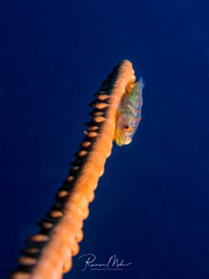 eine Peitschenkorallen-Grundel sitzt auf einer orange-rötlichen Peitschenkoralle vor tiefblauem Wasser. Der kleine Fisch zeigt eine grün-bläuliche Färbung mit auffälligen gelben Augen und nutzt die Koralle als Schutz oder zur Nahrungssuche.