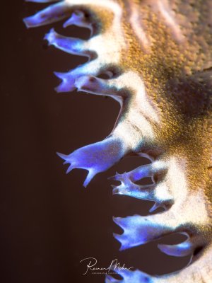 Diese Makroaufnahme zeigt die charakteristischen bläulich-violetten Kiemenanhänge einer Mödermuschel mit goldenen Punkten auf dem Körper.