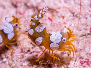 Zwei hohlkreuzgarnelen (sexy-shrimp) mit charakteristischen weiß-blauen Punkten auf ihrem braunen Panzer sind auf dem sandigen Meeresboden zu sehen. Die kleinen Krebstiere zeigen ihr typisches Verhalten mit wippendem Schwanz und langen Antennen, während sie sich in ihrer natürlichen Umgebung bewegen.