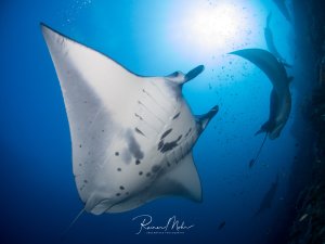 Ein majestätischer Mantarochen gleitet elegant durch das blaue Wasser, während die Sonne von oben durch die Wasseroberfläche scheint. Die charakteristischen dunklen Flecken auf der weißen Unterseite des Mantarochens sind deutlich erkennbar, ebenso wie die markanten Kiemenschlitze.