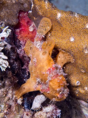 Das Bild zeigt einen Gemalten Anglerfisch (Antennarius pictus), der auch als Rundflecken-Anglerfisch bekannt ist. Diese Fische sind Meister der Anpassung und ahmen in ihrer Gestalt und Farbe oft Schwämme nach, um für Beute und Fressfeinde nahezu unsichtbar zu sein. Als Lauerjäger verharren sie stundenlang regungslos. Mit einem umgewandelten Rückenflossenstrahl, der wie eine Angelrute mit Köder fungiert, locken sie Beutetiere direkt vor ihr großes Maul.