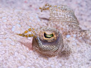 Nahaufnahme des Auges einer Seezunge Die filigranen Iris-Fransen (Lappets) und die perfekte Sandtarnung sind detailreich sichtbar.