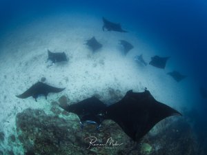 Eine beeindruckende Gruppe von Teufelsrochen gleitet majestätisch über das Riff, wobei ein großer Rochen im Vordergrund dominiert und mehrere weitere in Formation im Hintergrund schweben. Die eleganten Meeresriesen zeigen ihr charakteristisches schwarzes Aussehen mit den markanten breiten Brustflossen über einem korallenbewachsenen Meeresboden.