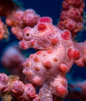 Ein rosa-rötliches Pymäenseepferdchen (ca. 1 cm) sitzt in ihrer Wirtskoralle