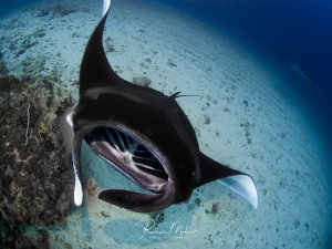 Ein majestätischer Riffmanta schwimmt elegant über den sandigen Meeresgrund mit weit geöffnetem Maul beim Filtrieren von Plankton. Die charakteristischen Kopfflossen und die dunkle Oberseite mit weißer Bauchseite sind deutlich zu erkennen, während das Tier seine typische Fressaktivität ausübt.