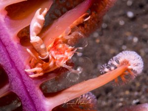 Eine faszinierende Makroaufnahme zeigt einen kleinen Krebs, der sich in einer leuchtend pinken Seefeder versteckt hat. Der transparente Krebs mit seinen charakteristischen gestreiften Beinen und Scheren nutzt die Anemone als Schutz, während die weißlichen Tentakel der Anemone elegant im Wasser schweben.