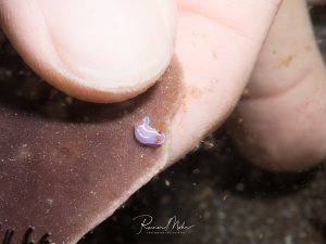 Eine winzige violette Nacktschnecke mit orangenen Fortsätzen sitzt auf einem hellen Schwamm oder einer Koralle. Die zierliche Nudibranchia zeigt ihre charakteristischen Cerata und ist ein perfektes Beispiel für die faszinierende Mikrofauna der Riffe. Zum Größenvergelich ein menschlicher Daumen
