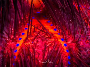 Ein Seeigel zeigt seine intensive rote und orange Färbung mit charakteristischen blauen Punkten, die in regelmäßigen Reihen über den Körper verteilt sind. Die langen, dunklen Stacheln rahmen den farbenprächtigen Körper ein und schaffen einen beeindruckenden Kontrast.