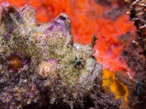 Ein perfekt getarnter Anglerfisch sitzt zwischen bunten Korallen und Schwämmen am Riff. Das Tier zeigt seine beeindruckende Fähigkeit zur Tarnung, indem es Farbe und Textur seiner Umgebung nachahmt, wodurch es fast unsichtbar wird.