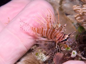 Ein juveniler Rotfeuerfisch schwimmt elegant zwischen rosa Schwämmen und Korallen am Riff. Die charakteristischen gestreiften Brustflossen sind weit gespreizt, während der Fisch seine typische majestätische Haltung zeigt. Zum Größenvergleich ein menschlicher Finger