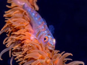 Auf dem Bild ist eine Peitschenkorallen-Grundel (Bryaninops yongei) zu sehen, die auf einer Peitschenkoralle (Cirrhipathes anguina) ruht. Der Körper ist semitransparent, was es dem Fisch ermöglicht, perfekt mit der Farbe der Koralle zu verschmelzen.