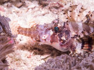 Ein juveniler Rotfeuerfisch mit seiner Beute im Maul.