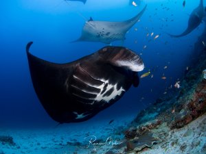 Mehrere Riffmantas an einer Putzerstation über einem Riff. Ein großer dunkler Manta im Vordergrund mit deutlich sichtbarer Bauchzeichnung, ein weiterer hellerer Manta im Hintergrund. Kleine Rifffische umgeben die Szene.