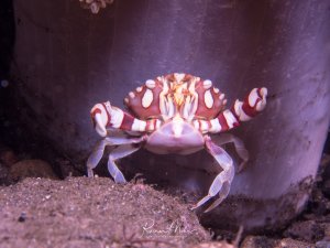 Ein Schwimmkrabbe mit charakteristisch rot-weiß gestreiften Scheren und Beinen sitzt auf sandigem Grund zwischen Korallen und einer Anemone. Die Krabbe zeigt eine defensive Haltung mit erhobenen Scheren und ist frontal fotografiert.