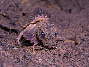 Ein juveniler Stechfisch auf dunklem Sandboden