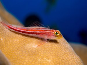 Ein kleiner Streifengrundel mit charakteristischen roten Längsstreifen und goldgelben Augen ruht auf einer gelblichen Koralle. Die zarte Grundel zeigt ihre typischen feinen Flossen und die auffällige Streifenzeichnung.