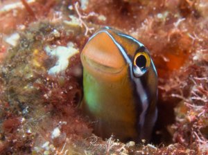 Ein Vieraugen-Schleimfisch schaut neugierig aus seiner Höhle im Riff hervor. Der kleine Fisch zeigt seine charakteristische orange-grünliche Färbung mit den markanten gelben Augen und dem typischen länglichen Körperbau der Schleimfische.