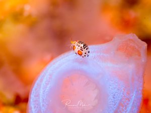 Ein kleiner Flohkrebs mit charakteristischer weißer Grundfärbung und schwarzen Punkten sowie gelb-orangen Punkten sitzt auf einer durchscheinenden Seescheide. Die zarte Struktur des Wirtstieres zeigt eine glasige, fast transparente Oberfläche in rosa-violetten Tönen.