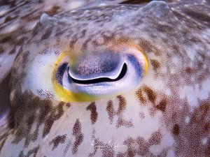 Nahaufnahme des Auges einer Sepia mit seinem charakteristischen schlitzförmigem Auge. Die detailreiche Makroaufnahme zeigt die feine Punktierung und Musterung der Haut sowie die markante Pupillenform .