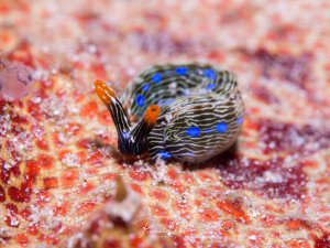 Eine wunderschöne Meeresschnecke mit charakteristischen blauen Punkten und weißen Linien auf dunklem Grund kriecht über eine farbenfrohe Koralle oder einen Schwamm. Die orange-roten Rhinophoren sind deutlich sichtbar und die Schnecke zeigt ihr typisches Streifenmuster.