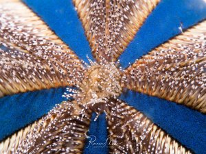 Eine detailreiche Makroaufnahme der Oberseite eines blauen Seesterns zeigt die charakteristischen Ambulakralfurchen mit den weißen Füßchen und die zentrale Mundöffnung. Die bläuliche Färbung und die typische Anatomie lassen auf einen Linckia-Seestern schließen.