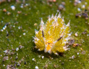 Das Bild zeigt eine Costasiella kuroshimae, eine winzige Meeresschneckenart, die auch als "Blattschaf" bekannt ist. Sie werden nur etwa einen Zentimeter groß und haben cerata genannte Strukturen auf dem Rücken, die ihnen ein blattähnliches Aussehen verleihen.
