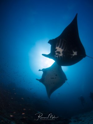 Zwei majestätische Mantarochen schweben elegant durch das blaue Wasser, ihre charakteristischen weißen Bauchmarkierungen sind deutlich sichtbar. Die Silhouetten der Tiere zeichnen sich dramatisch gegen das helle Sonnenlicht ab, das von der Wasseroberfläche durchdringt.