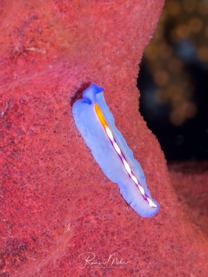 Eine zarter Susans-Plattwurm mit bläulich-weißem Körper und charakteristischen orange-roten Linien kriecht über einer leuchtend roten Schwamm. Die elegante Meeresschnecke zeigt ihre typische langgestreckte Form und die farbigen Markierungen.