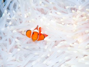 Ein Falscher Clownfisch versteckt sich schützend in den Tentakeln seiner Wirtsanemone. Die charakteristische orange Färbung mit den weißen Streifen hebt sich deutlich von den hellen, fast weißen Anemonen-Tentakeln ab - ein klassisches Beispiel für die berühmte Symbiose zwischen Anemonenfischen und Seeanemonen. Die Anemone ist von einer Bleiche gezeichnet, die aufgrund zu hoher Temperaturen passiert.