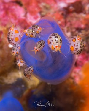 Eine blaue Seescheide wird von mehreren kleinen Flohkrebsen mit charakteristischen schwarzen Punkten und orangenen Flecken bewohnt. Die winzigen Krebse mit ihren roten Augen nutzen das Innere der Seescheide als Schutz und zeigen dabei ein faszinierendes Beispiel für Symbiose im Korallenriff.