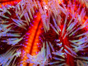 Makro-Aufnahme der Oberfläche eies Seeigels. Die Detailreichen Stacheln in ihren Grün-Blau-violett-tönen heben sich markand von der Rot-orangenen Haut ab