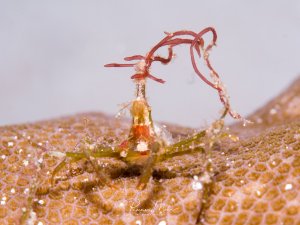 Das Bild zeigt eine Gewöhnliche Gespensterkrabbe (Macropodia rostrata) auf einem Schwamm. Diese Krebsart ist für ihr extremes Tarntalent bekannt und schmückt sich oft mit Algen oder Schwämmen, um wie Seegras zu wirken. 