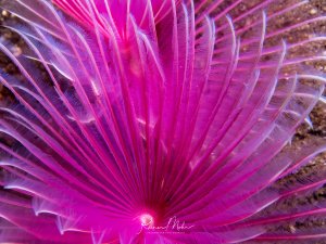 Eine prachtvolle Röhrenwurmart zeigt ihre fächerförmig ausgebreiteten Tentakel in leuchtenden Pink- und Violetttönen. Die feinen, federartigen Strukturen der Filtriertentakel sind detailreich zu erkennen und strahlen vom zentralen Körper aus.