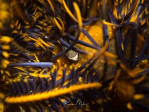 Ein winziger Fisch versteckt sich zwischen den Armen eines Haarsterns.