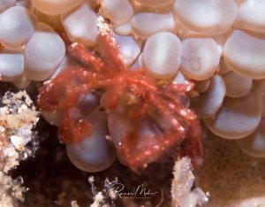 Eine Orang-Utan-Krabbe sitzt auf einer Anemone.