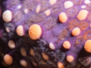 Eine faszinierende Makroaufnahme eines Arms eines Seesterns. Die warzigen, gelben Auswüchse heben sich von der ansonsten lila Haut ab.