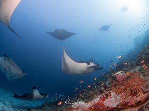 Eine spektakuläre Unterwasserszene mit mehreren majestätischen Mantarochen, die elegant über ein buntes Korallenriff gleiten. Im Vordergrund schwimmt ein großer Mantarochen mit charakteristischer weißer Bauchseite, während weitere Mantas im Hintergrund im blauen Wasser zu sehen sind.