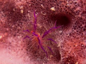 Das Bild zeigt einen haarigen Springkrebs, wissenschaftlich bekannt als Lauriea siagiani. Sie zeichnen sich durch ihre leuchtend pinke oder violette Farbe und die dichte Bedeckung mit weißen Härchen aus. Sie sind oft auf riesigen Fassschwämmen zu finden, wo sie Nährstoffe aus dem Wasser filtern.