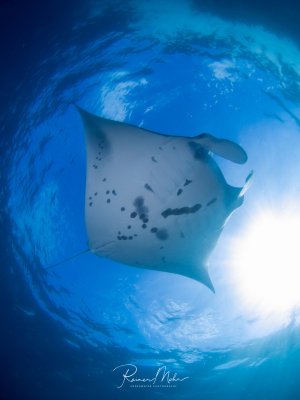 Ein majestätischer Riffmanta gleitet elegant durch das blaue Wasser, aufgenommen aus der Untersicht mit dramatischer Beleuchtung. Die charakteristischen dunklen Flecken auf der weißen Bauchseite und die imposante Spannweite sind deutlich zu erkennen.