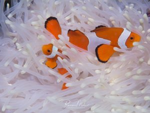 Zwei Clownfische leben in symbiotischer Gemeinschaft in einer weißen Seeanemone. Die charakteristisch orange-weiß gestreiften Anemonenfische sind perfekt zwischen den schützenden Tentakeln ihrer Wirtanemone zu erkennen.