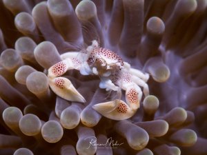Ein Porzellankrebs mit charakteristischen roten Punkten auf weißem Körper lebt in Symbiose zwischen den Tentakeln einer Seeanemone. Der kleine Krebs nutzt die schützenden Tentakel als Lebensraum und filtert Plankton aus dem Wasser.