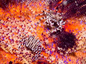 Zwei Zebrakrabben reiten auf einem Feuerseeigel. Die rote Haut mit den markanten, bunten und sehr unterschiedlichen Stacheln des Seeigels bilden den Lebensraum dieser Krabbenart.