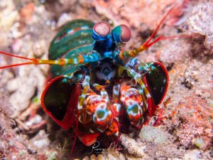 Ein prächtiger Fangschreckenkrebs mit seinen charakteristischen großen Facettenaugen und bunten Fangbeinen ist in seinem Versteck zwischen Korallen zu sehen. Die leuchtenden Farben in Grün, Blau, Rot und Orange zeigen die beeindruckende Farbenpracht dieser hochentwickelten Krebstiere.